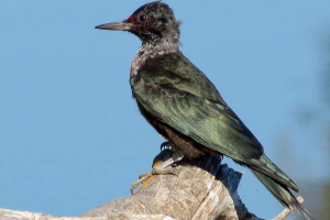 Lewis woodpecker: описание, снимка Lewis woodpecker: описание, снимка